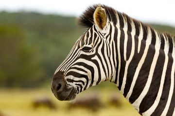 Fototapeta na wymiar Zebra Close Up