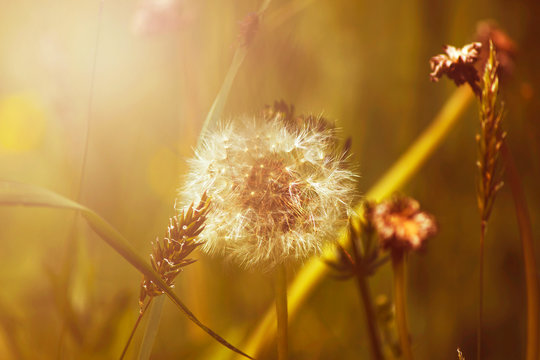 Fototapeta Beautiful dandelions with seeds, close-up, warm filter applied, spring meadow