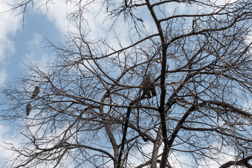 doves in tree