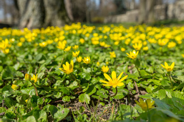 Pilewort, or Lesser Celandine grows in tha park filled with spring sunlight.