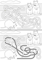 Quokka maze