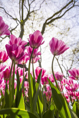 Beautiful tulips, fresh spring flowers, flowerbed, Emirgan City Park, Istanbul, Turkey