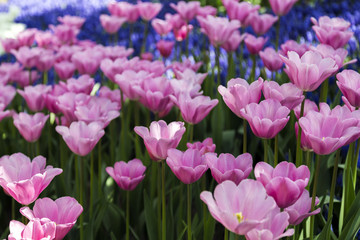Beautiful tulips, fresh spring flowers, flowerbed, Emirgan City Park, Istanbul, Turkey