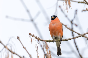 Common Bullfinch stocking up with european ash tree (Fraxinus excelsior) seeds before heading back to Syberia forests where it is spending hot (for him) european summer.