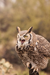 Obraz premium Great horned Owl