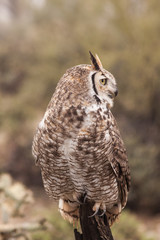 Great horned Owl