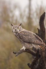 Great horned Owl