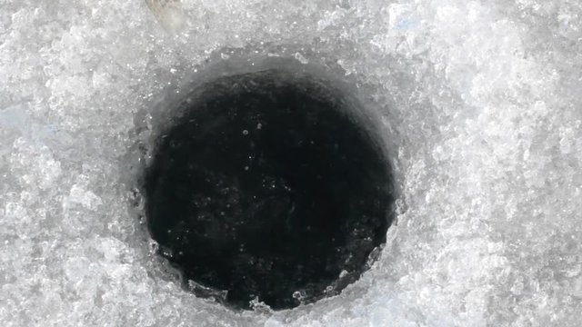 Ice fishing. Zander is removed from the hole
