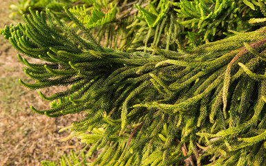 Branch of needle pine trees with sunrise light