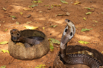 Cobras