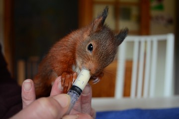 junges Eichhörnchen wird gefüttert - obrazy, fototapety, plakaty