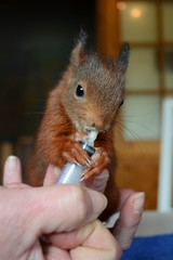 junges Eichhörnchen wird gefüttert - obrazy, fototapety, plakaty