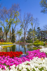 Obrazy  Piękne tulipany, świeże wiosenne kwiaty, kwietnik, Emirgan City Park, Stambuł, Turcja