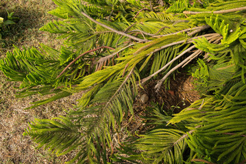 Branch of needle pine trees with sunrise light