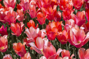 Obraz premium Beautiful tulips, fresh spring flowers, flowerbed in Emirgan city park, Istanbul, Turkey