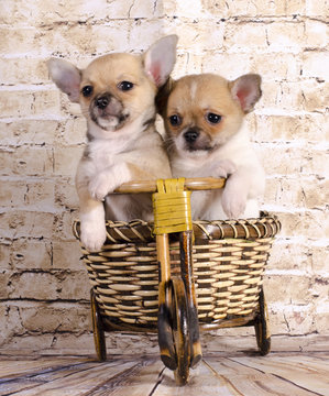 beautiful chihuahua puppies are traveling by bike