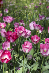 Beautiful tulips, fresh spring flowers, flowerbed in Emirgan city park, Istanbul, Turkey