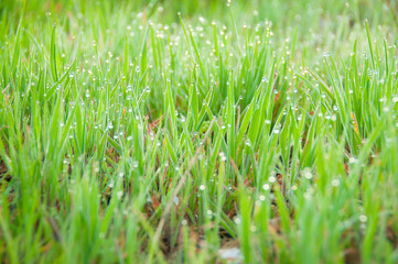 Close up of fresh thick grass with dew drops in the early morning