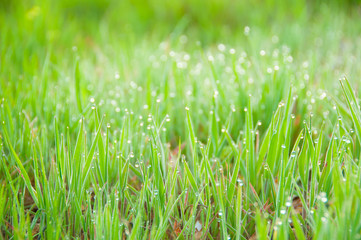 Fototapeta na wymiar Close up of fresh thick grass with dew drops in the early morning