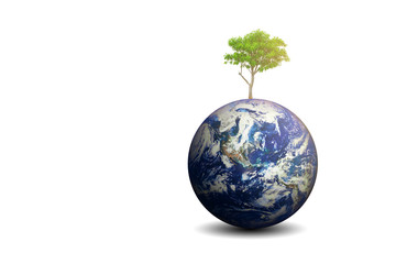 Isolated Cerbera Odollam tree and the earth © mantinov