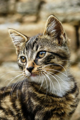 portrait chaton