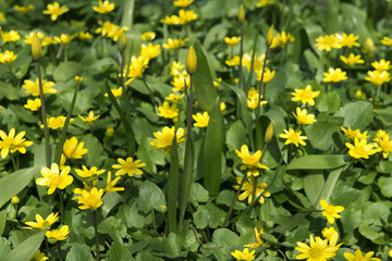 Blooming buttercups. Spring. Ukraine
