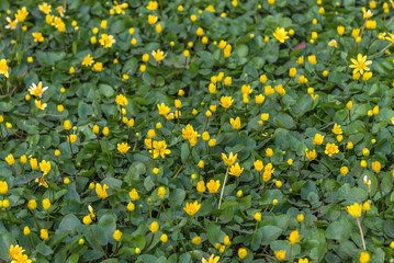 Blooming buttercups. Spring. Ukraine
