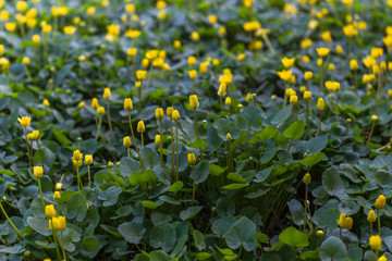 Blooming buttercups. Spring. Ukraine
