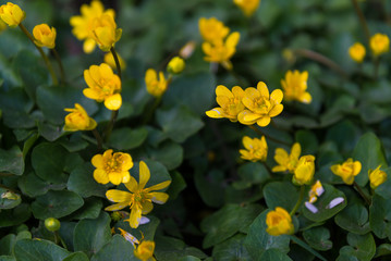 Obraz premium Blooming buttercups. Spring. Ukraine 