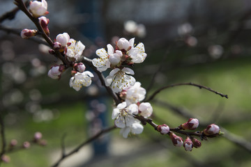 Flowering trees apricots. Spring. Ukraine
