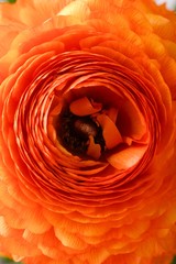 Detail of the orange buttercup center