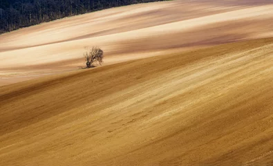 Frühlingslandschaft mit Baum, Feld und Wald © Nazzu