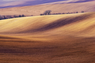 Spring landscape and trees, fields