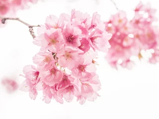 Türaufkleber Kirschblüte Kirschbaum in voller Blüte