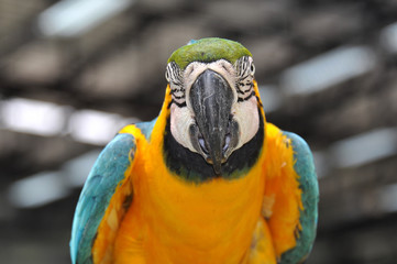 Portrait of colorful parrot macaw closeup