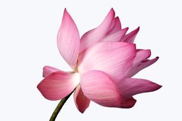 Fototapeta na wymiar lotus flower isolated on white background.