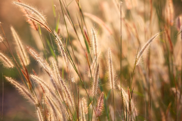 reeds flower at sunset
