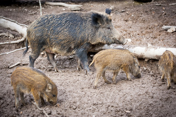 Wildsau mit Frischlingen im Wald
