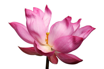 lotus flower isolated on white background.