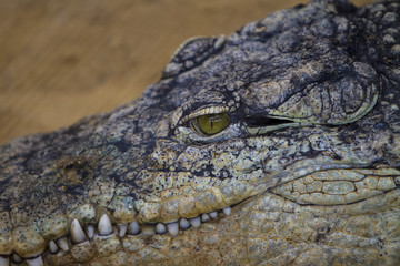 Crocodile