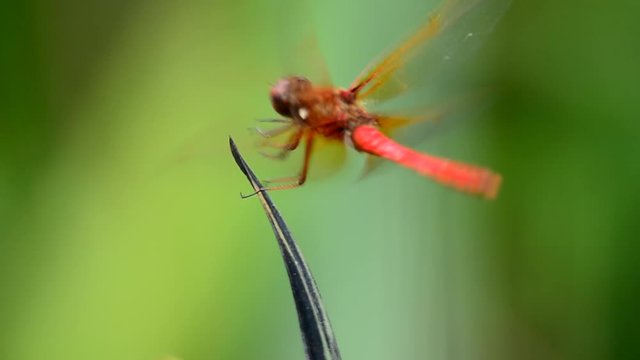 Dragon fly Macro with flight and return to reed