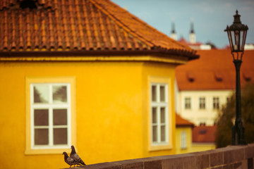 Fototapeta na wymiar Couple of cute pigeons on bridge, yellow building background