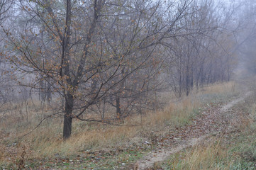 Fototapeta na wymiar Misty autumn view with wet trees fading in air perspective