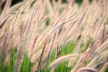 reeds flower.