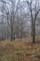 Misty autumn view with wet trees fading in air perspective