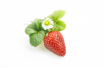 Strawberry with leaves and flower, on white background.