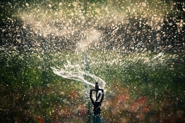 Fototapeta premium water sprinkler.