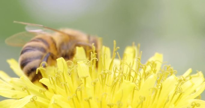 macro di ape su fiore giallo che fa il bagno nel polline