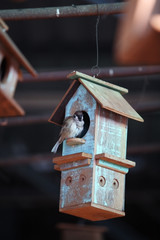 bird living in bird house.