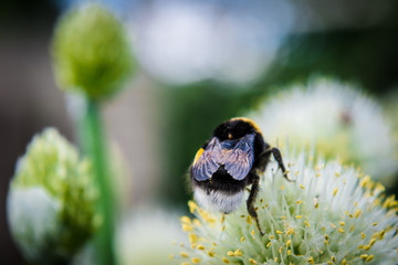 In summer, on a blooming flower, the bee collects pollen for honey.